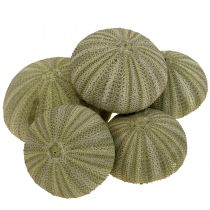 kategorie Dekorace mušle