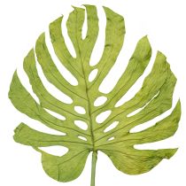 kategorie Sušené květiny