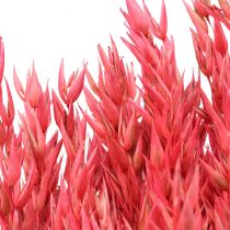 Sušené květiny, oves Sušené cereálie Deco Pink 65cm 160g