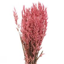 Sušené květiny, oves Sušené cereálie Deco Pink 65cm 160g