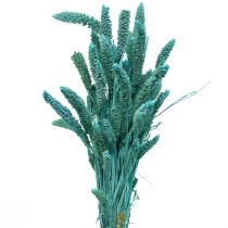 Sušené květiny, Setaria Pumila, Proso štětinové modré 65cm 200g
