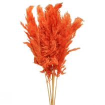 položky Pampas grass deco sušená oranžová suchá floristika 72cm 6ks