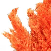 Pampas grass deco sušená oranžová suchá floristika 72cm 6ks