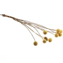 položky Sušené květiny Craspedia, žluté, 70 cm, dekorativní, 10 kusů