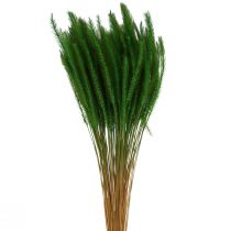 položky Zeleno štětinové proso Setaria viridis suchá tráva 52cm 28g