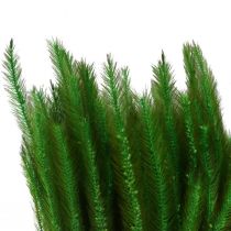 položky Zeleno štětinové proso Setaria viridis suchá tráva 52cm 28g