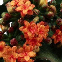 položky Flaming Käthchen Kalanchoe umělý pomeranč 24cm