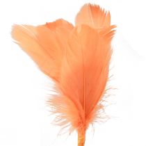položky Ozdobná peříčka oranžová ptačí peříčka na špejli 36cm 12ks