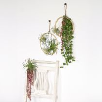 položky Závěsná rostlina Sedum &#39;Rubin&#39; – dekorativní, nenáročný sukulent 43 cm 3 ks.