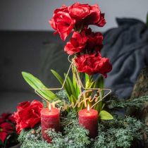 Umělá amaryllis červená 3 hedvábné květy na mechových koulích V64cm