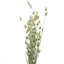 Sušené trávy Phalaris sušená suchá floristická příroda 55cm 80g