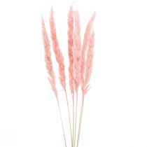 položky Pampová tráva deco, pampová tráva sušená pampová tráva růžová 72cm 6ks