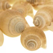 Snail Shells Deco Sea Snail Brown White 3,5-5cm 250g