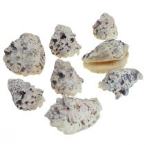 Šnečí ulity deco mořští šneci přírodní 5,5-7,5cm 250g