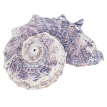 Šnečí lastury Deco Sea Snails Purple White 3-6cm 250g