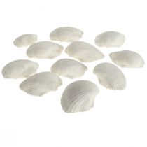 Shell Deco White Shells Cockles prázdné 5cm 250g