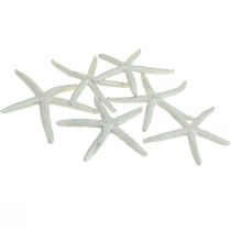 Hvězdice stříbrná námořní dekorace hvězdice letní dekorace 7,5 cm 10 kusů