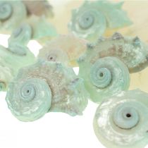 Capiz Perlorodka Perleťové plátky Mořský šnek zelený 2–9 cm 650g