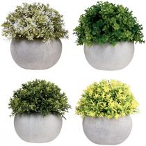 položky Umělé rostliny Umělý buxus 12,5cmר12cm 4ks