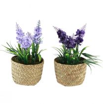 položky Umělý hyacint v květináči mořská tráva modrá fialová 16/17cm 2ks