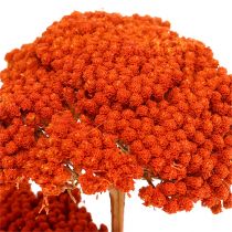 Achillea 1kg pomeranč