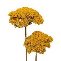 položky Achillea 500g přírodní