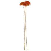 položky Sušené květy Achillea Orange, řebříček obecný, 45-60 cm, 1 kg
