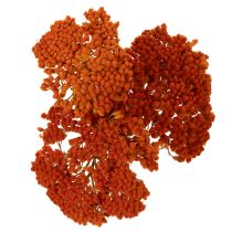 položky Sušené květy Achillea Orange, řebříček obecný, 45-60 cm, 1 kg