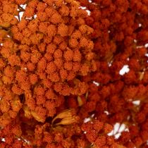 položky Sušené květy Achillea Orange, řebříček obecný, 45-60 cm, 1 kg