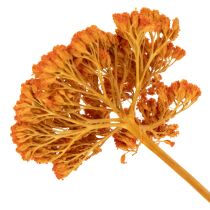 položky Sušené květy Achillea Orange, řebříček obecný, 45-60 cm, 1 kg