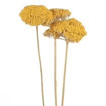 položky Řebříček sušené květiny Dekorativní Achillea Millefolium Yellow 3ks