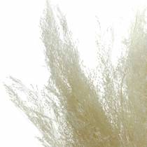Suchá tráva Agrostis bělená 40g
