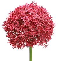 položky Allium in Bordeaux umělý okrasný česnek Ø18cm L90cm