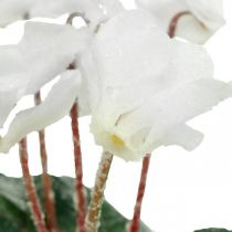 Cyclamen v krémové barvě 28cm