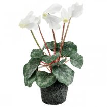 Cyclamen v krémové barvě 28cm