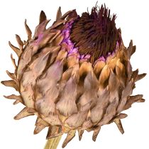 položky Sušený artyčok Cynara Ø9cm 16 ks