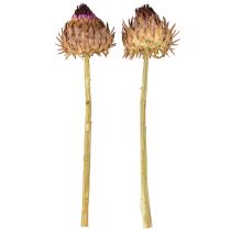 položky Sušený artyčok Cynara Ø9cm 16 ks
