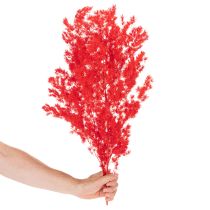 položky Sušený chřestový svazek na květinovou výzdobu 65 cm 80 g