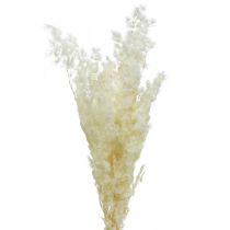 položky Chřest suchá dekorace bílá sušená okrasná tráva 80g