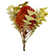 Banksia Baxterii Orange 8ks
