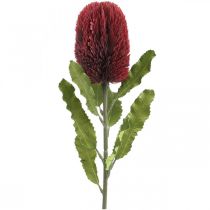 Umělá květina Banksia Červená Vínová umělá Exotika 64cm
