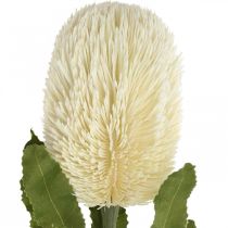položky Umělý květ Banksia White Cream Artificial Exotics 64cm