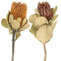 Banksia coccinea sušené květiny přírodní 10ks