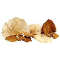 položky Houba stromová bělená 1kg