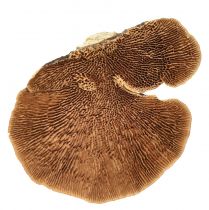 položky Houba na stromeček malá přírodní dekorace houby na strom 4-6cm 1kg