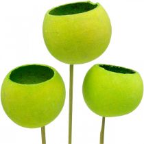 položky Bell Cup na špejli Green Dried Exotics 15 ks