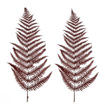 položky Kapradina dekorativní horská kapradina sušené listy vínově červená 50cm 20ks