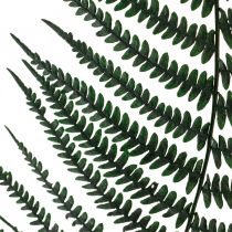 Kapradina horská dekorativní kapradina konzervovaná kapradina listy zelené 45cm 20ks