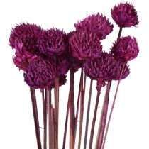Dekorace ze sušených květin Wild Daisy fialová H36cm 20ks