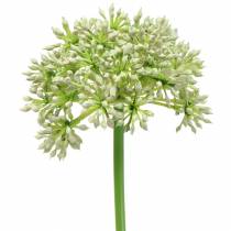 položky Allium umělá bílá 55cm